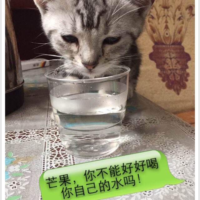 牙买加护照样本资料